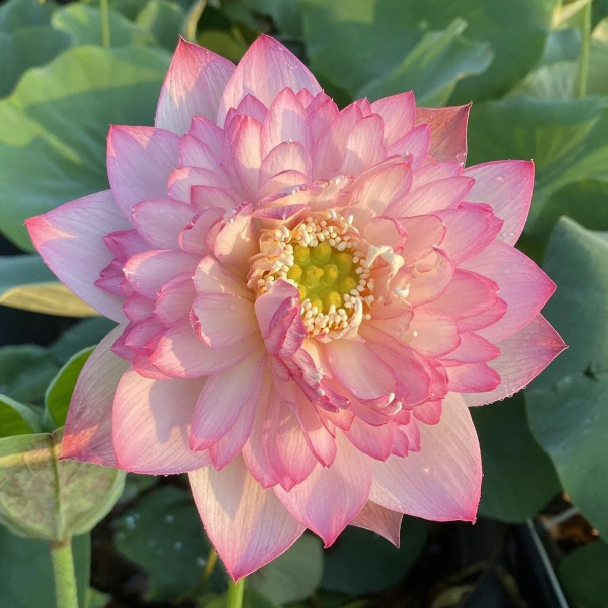 5+ Rare Seeds - Piano Boy Lotus Seeds, Edible Seeds & Roots