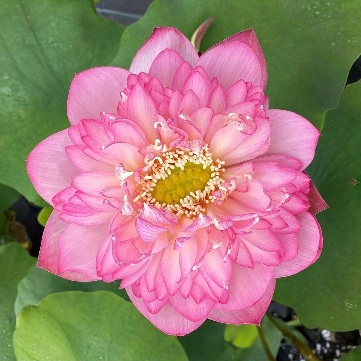 5+ Rare Seeds - Piano Boy Lotus Seeds, Edible Seeds & Roots