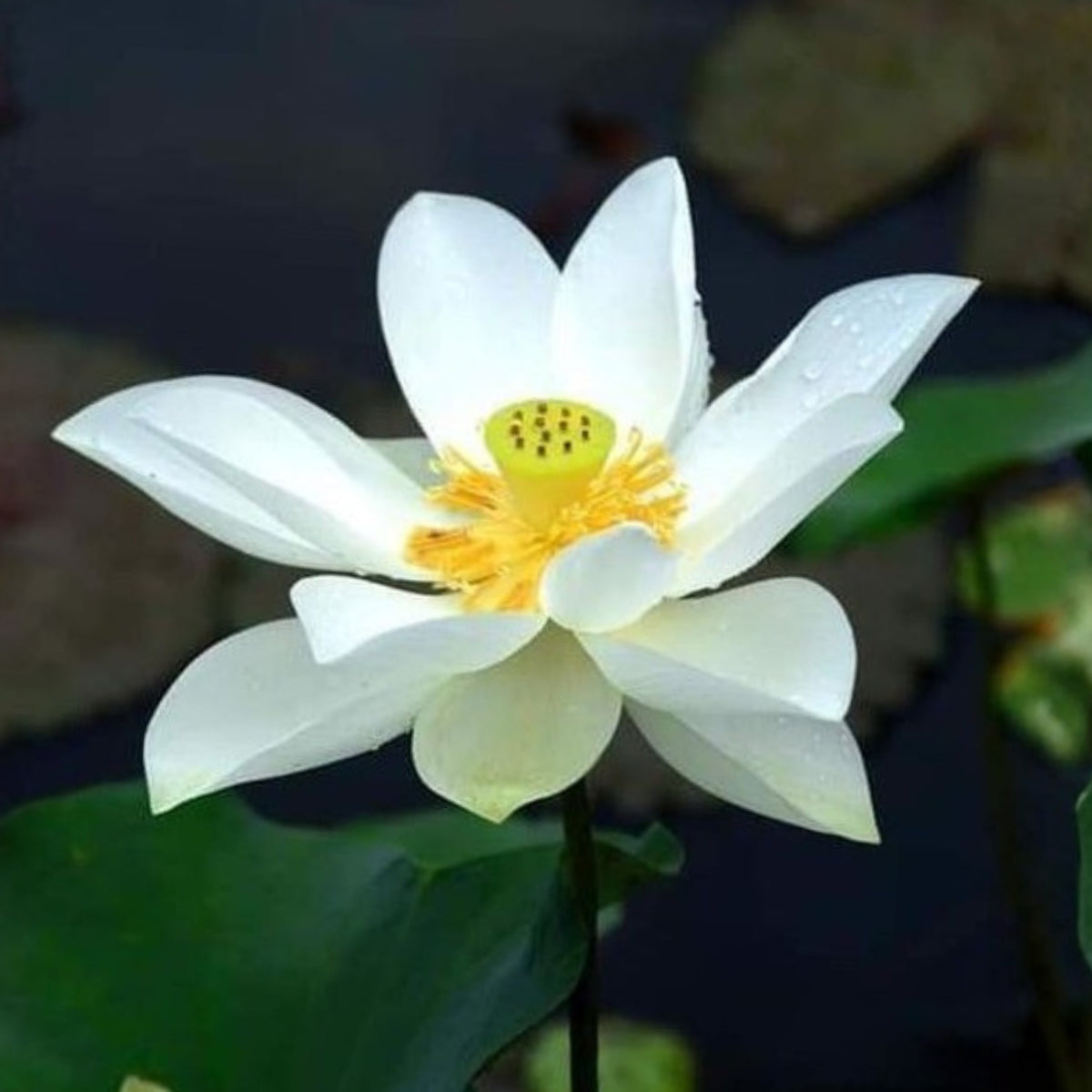 Flower Rain Lotus Seeds - Edible Seeds & Roots, 5 seeds