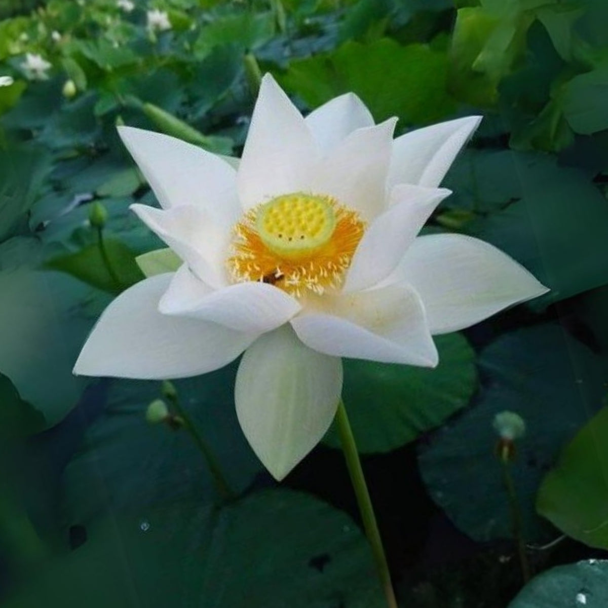 Flower Rain Lotus Seeds - Edible Seeds & Roots, 5 seeds