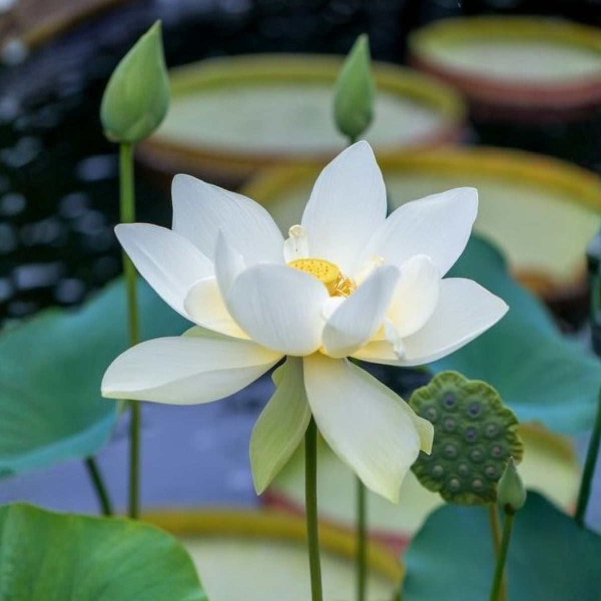 Flower Rain Lotus Seeds - Edible Seeds & Roots, 5 seeds