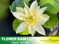 5 Rare Seeds| Flower Rain Lotus Seeds - Indian Lotus (Nelumbo nucifera) Seeds – Indian Lotus (Nelumbo nucifera), Sacred Aquatic Perennial with Fragrant Flowers, Edible Seeds & Roots, Ornamental Pond & Container Plant#Q017