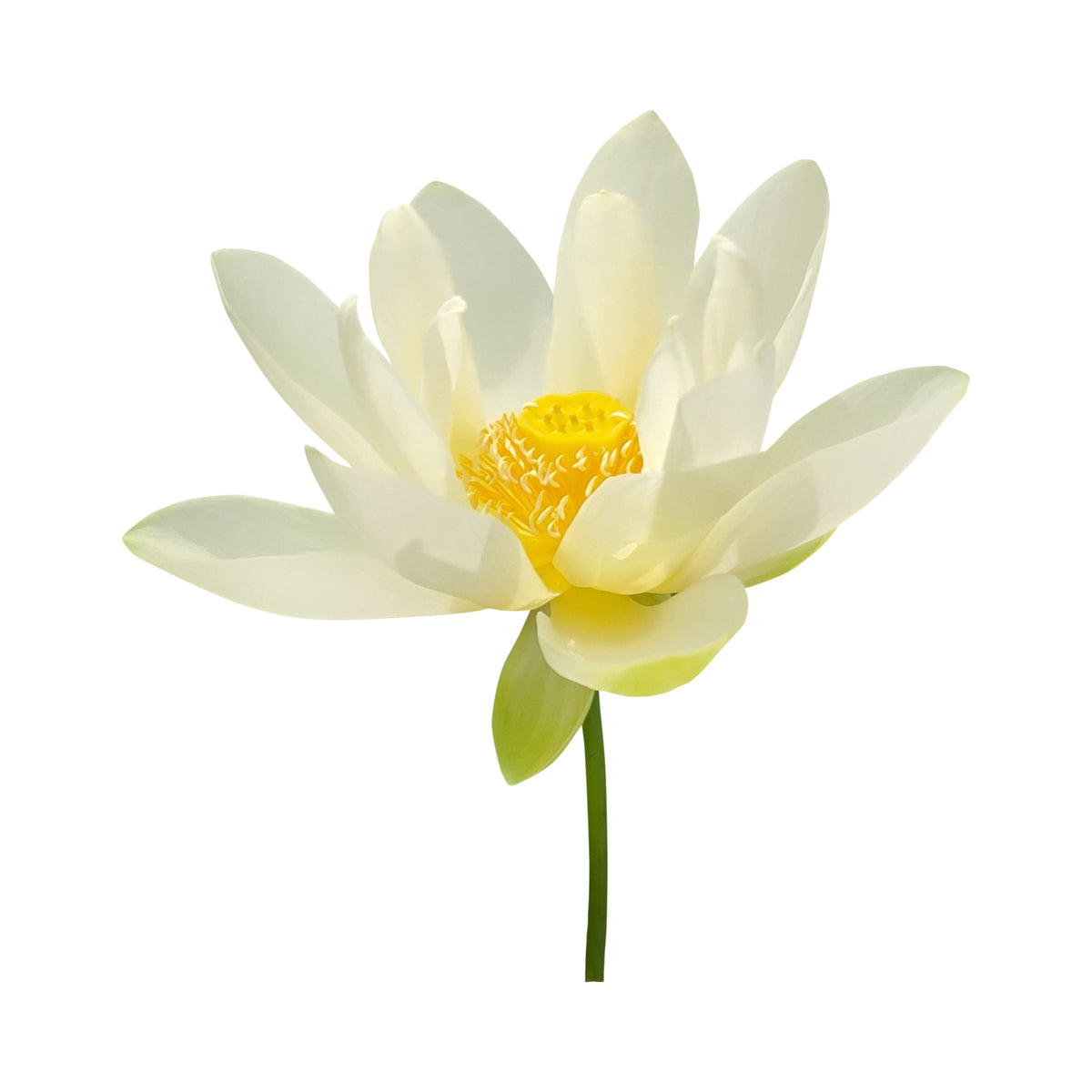Flower Rain Lotus Seeds - Edible Seeds & Roots, 5 seeds