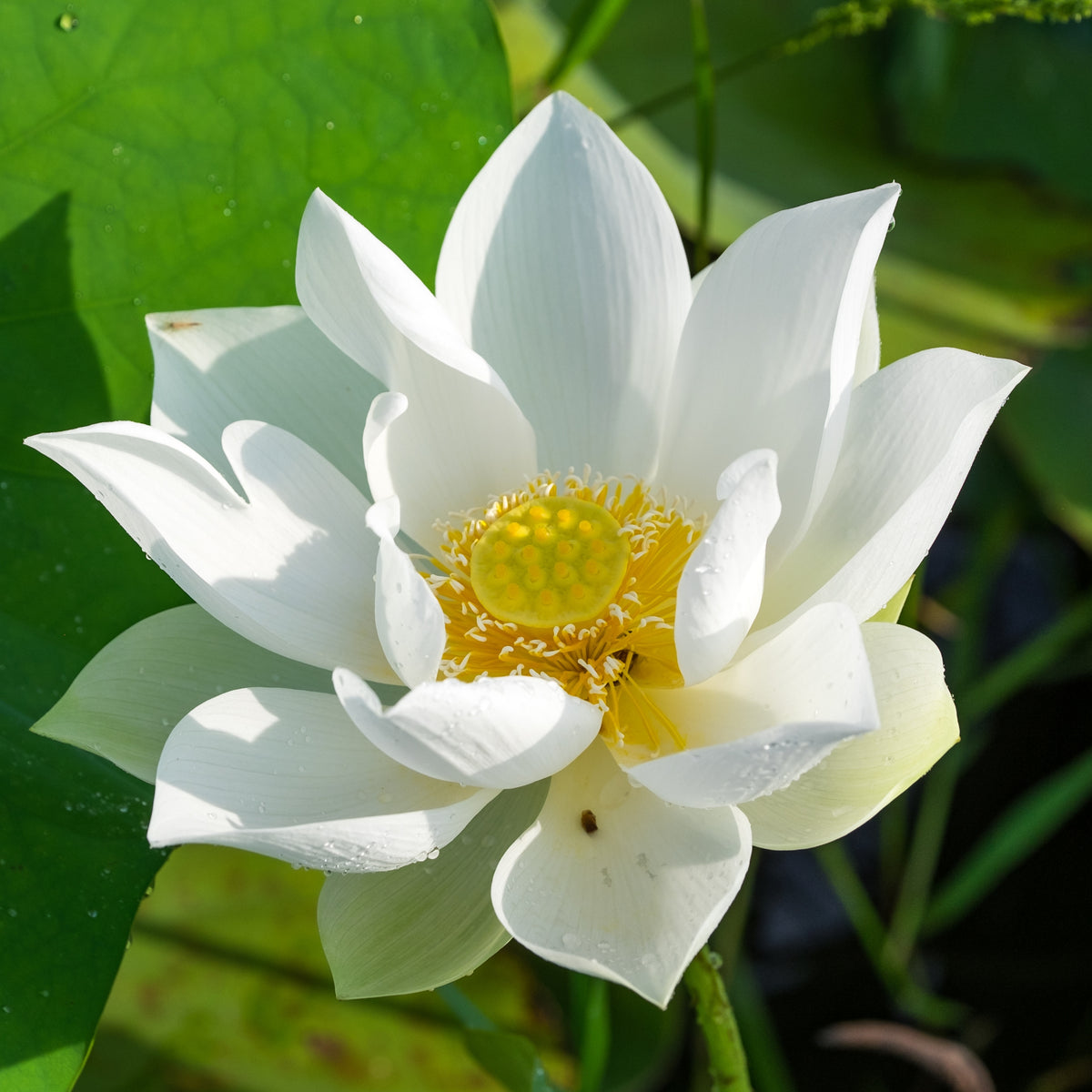 Flower Rain Lotus Seeds - Edible Seeds & Roots, 5 seeds