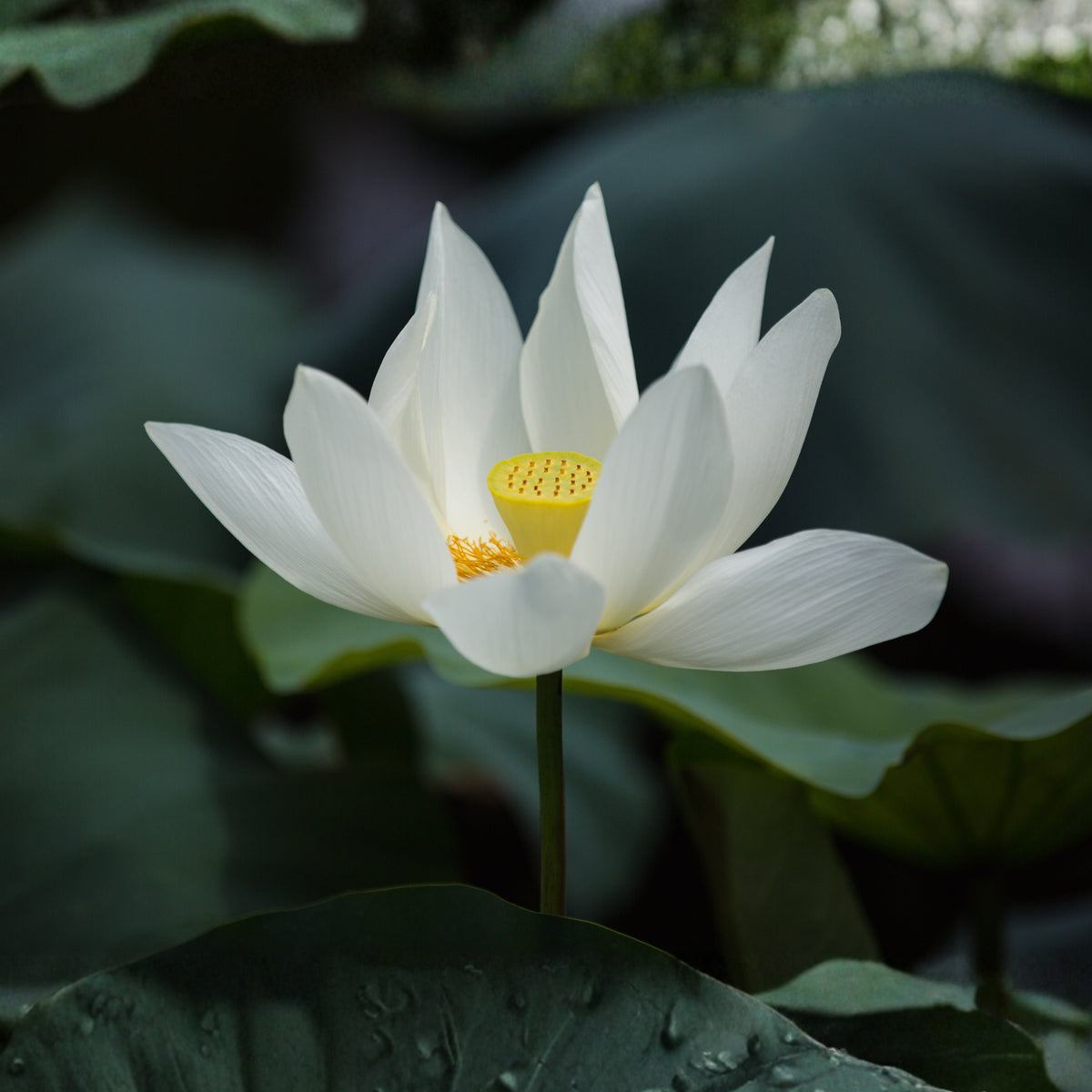 Flower Rain Lotus Seeds - Edible Seeds & Roots, 5 seeds