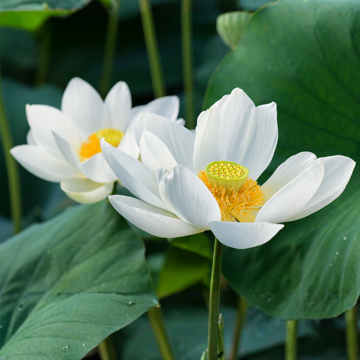Flower Rain Lotus Seeds - Edible Seeds & Roots, 5 seeds