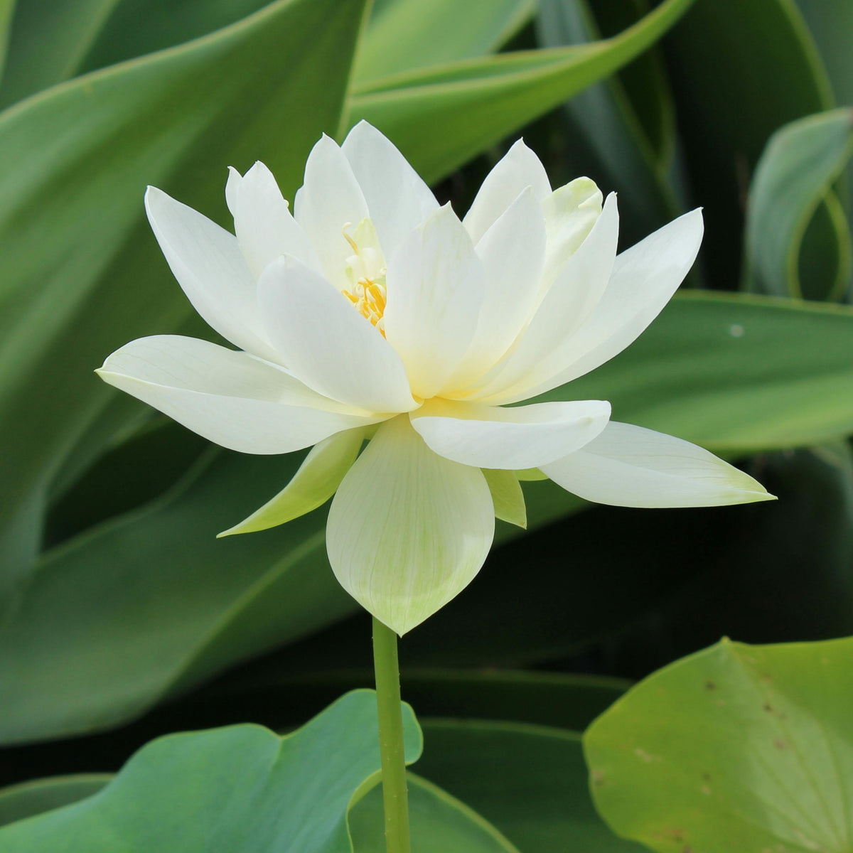 Flower Rain Lotus Seeds - Edible Seeds & Roots, 5 seeds