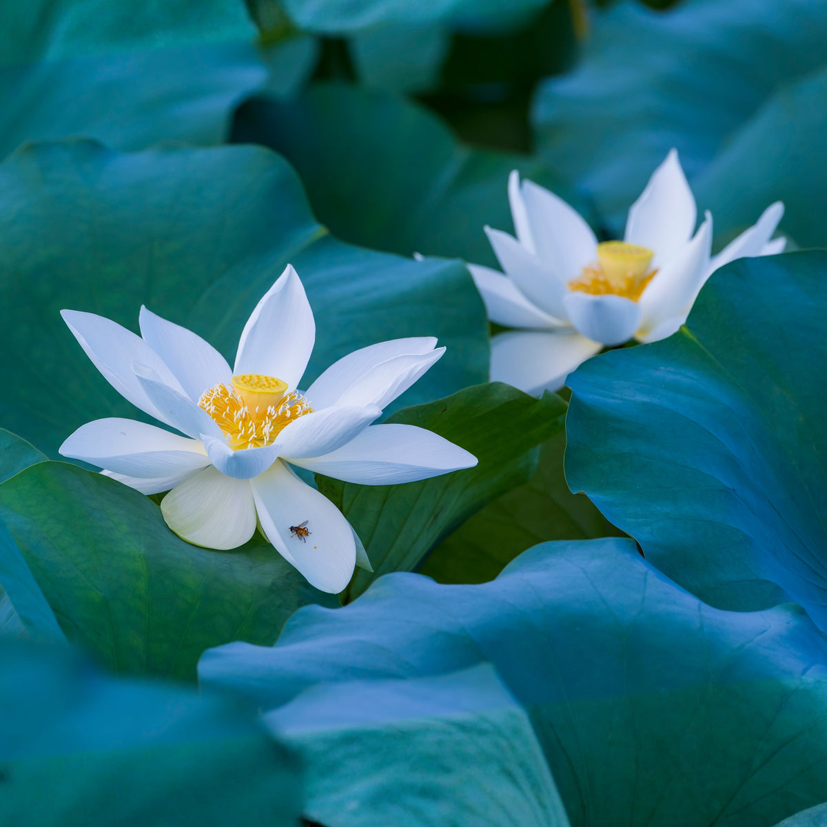 Flower Rain Lotus Seeds - Edible Seeds & Roots, 5 seeds