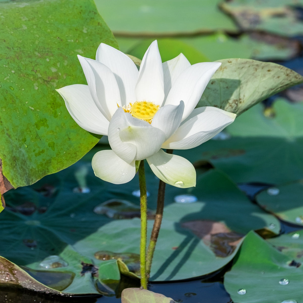 Flower Rain Lotus Seeds - Edible Seeds & Roots, 5 seeds