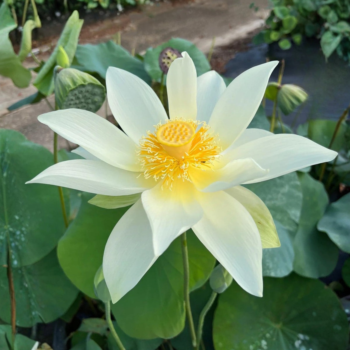 Flower Rain Lotus Seeds - Edible Seeds & Roots, 5 seeds