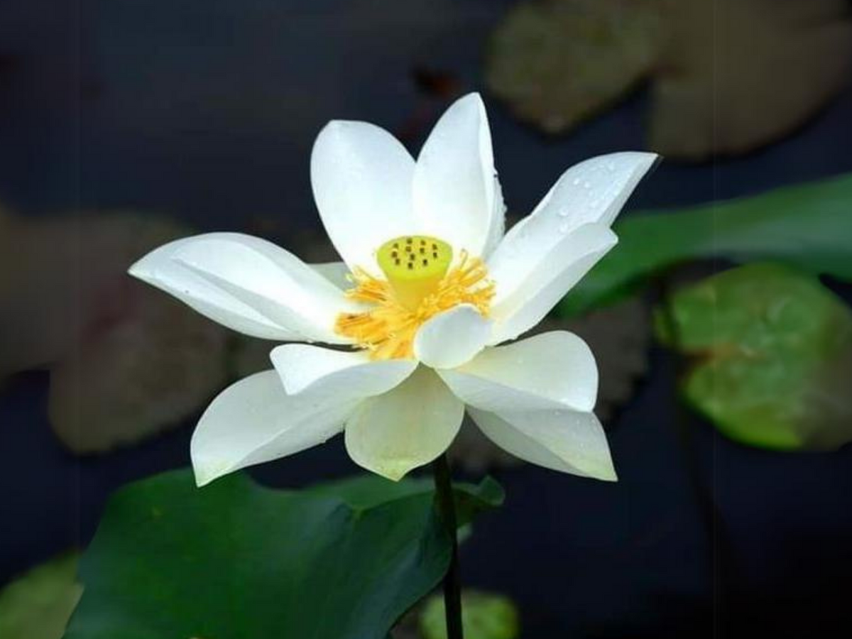 5 Rare Seeds| Flower Rain Lotus Seeds - Indian Lotus (Nelumbo nucifera) Seeds #Q017