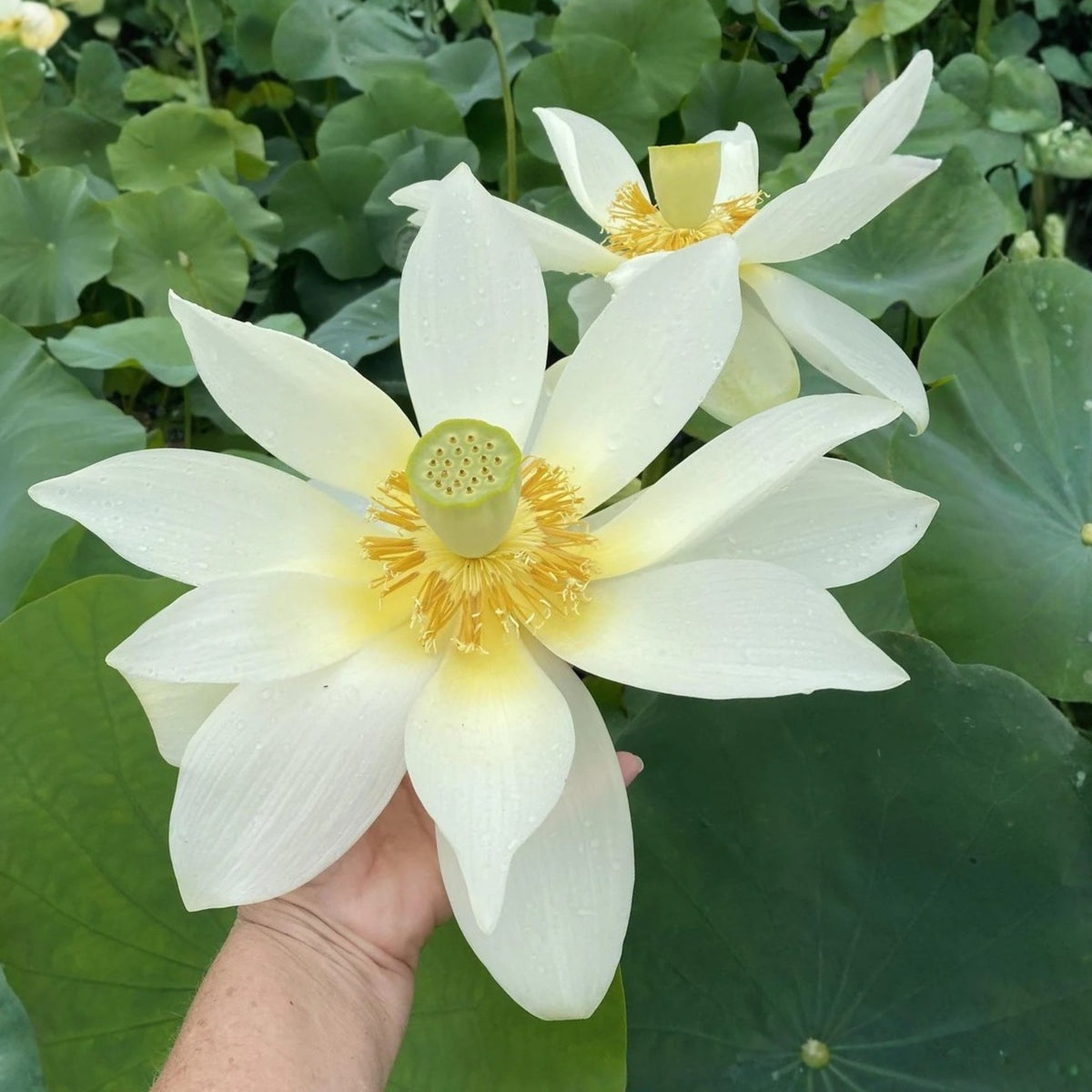 Flower Rain Lotus Seeds - Edible Seeds & Roots, 5 seeds