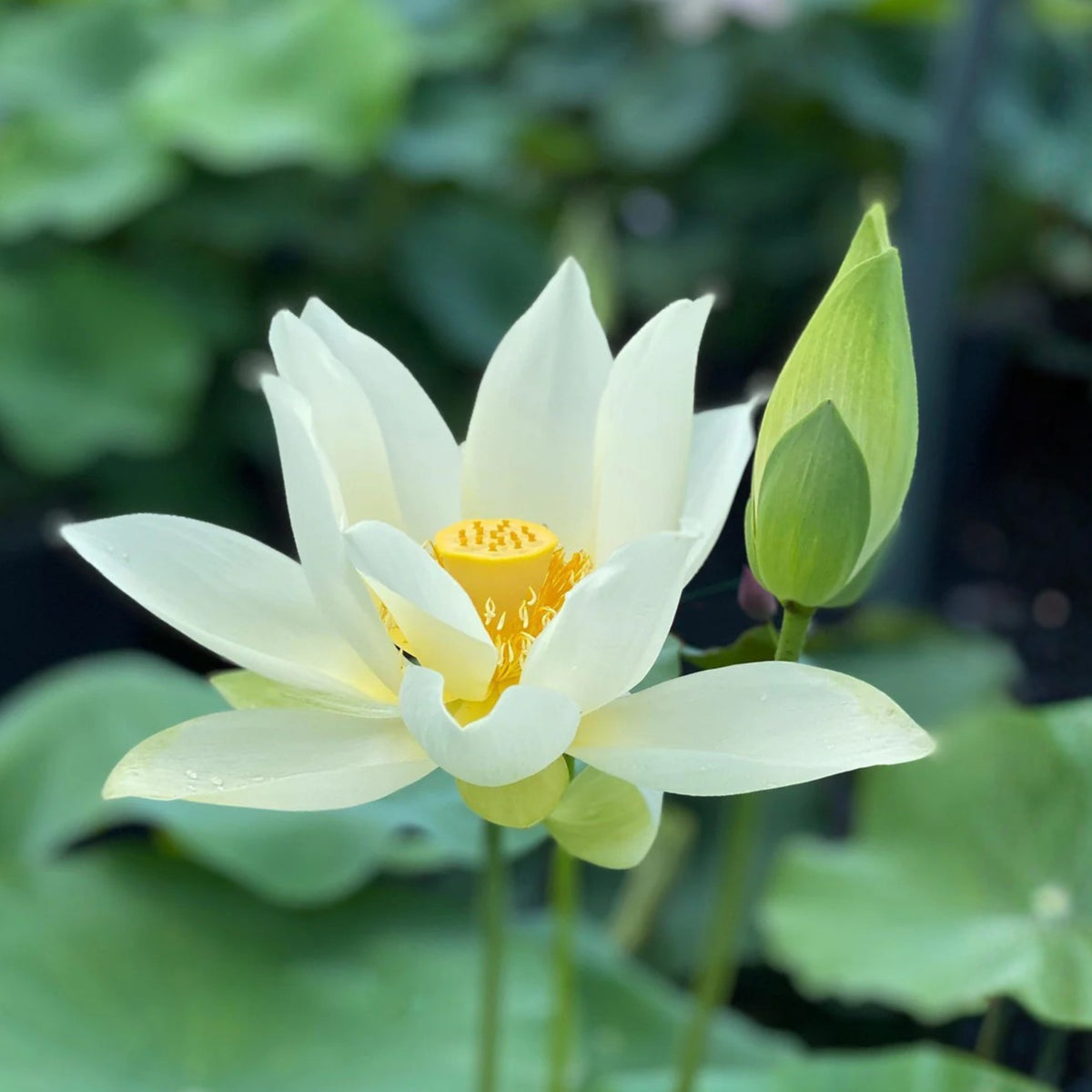 Flower Rain Lotus Seeds - Edible Seeds & Roots, 5 seeds