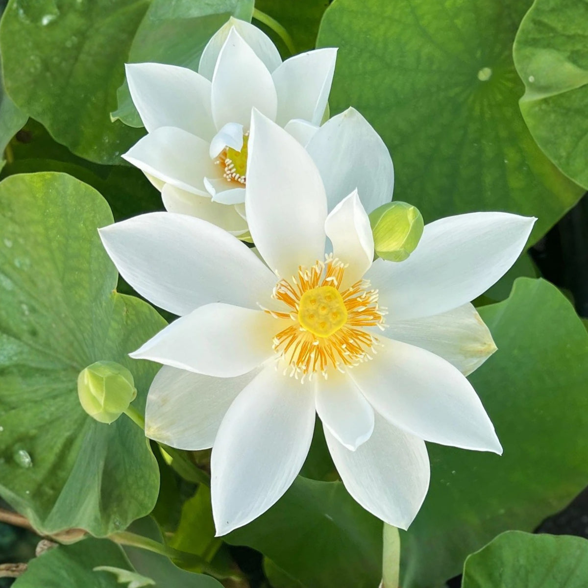 Flower Rain Lotus Seeds - Edible Seeds & Roots, 5 seeds