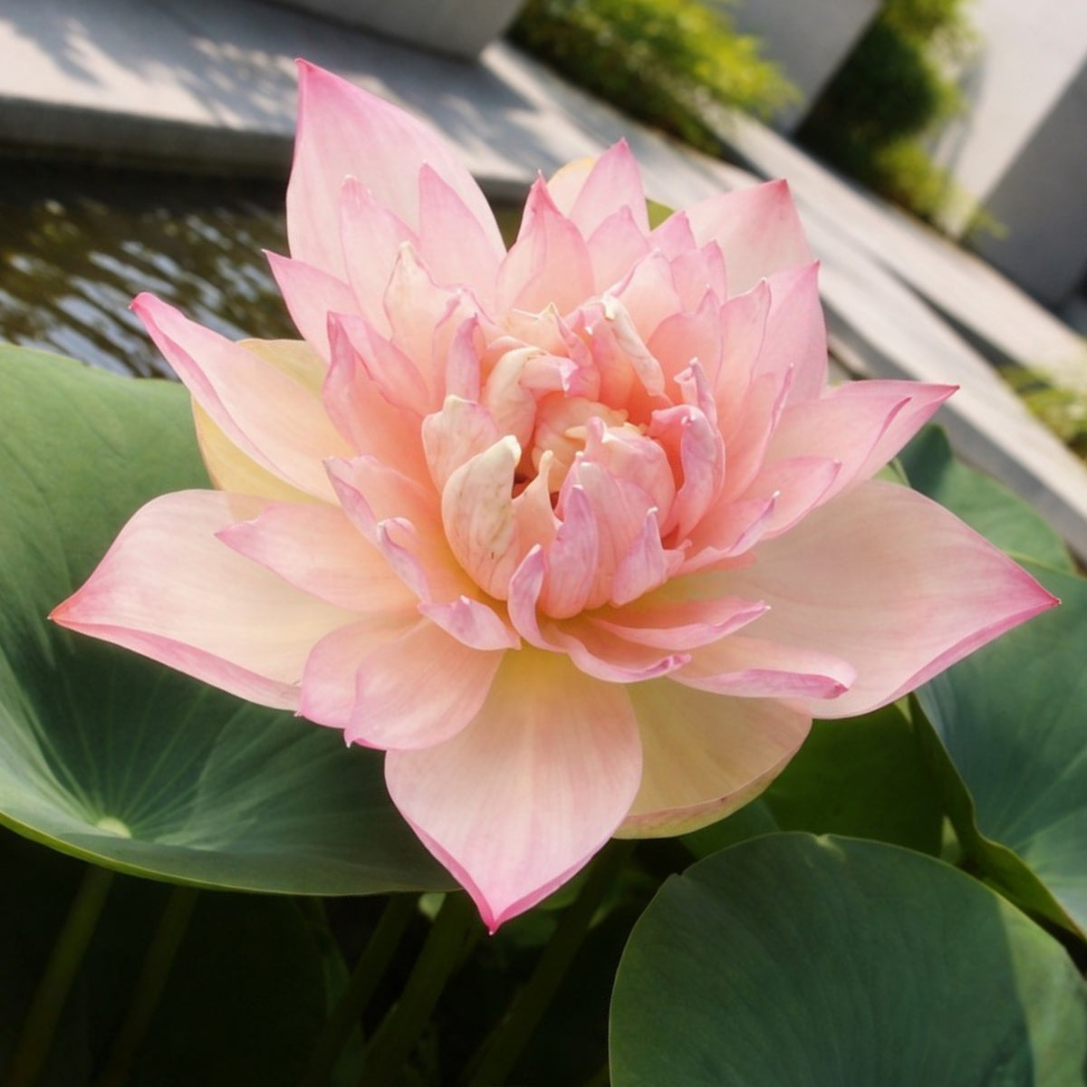 5+ Rare Seeds - Grand Master Lotus Seeds