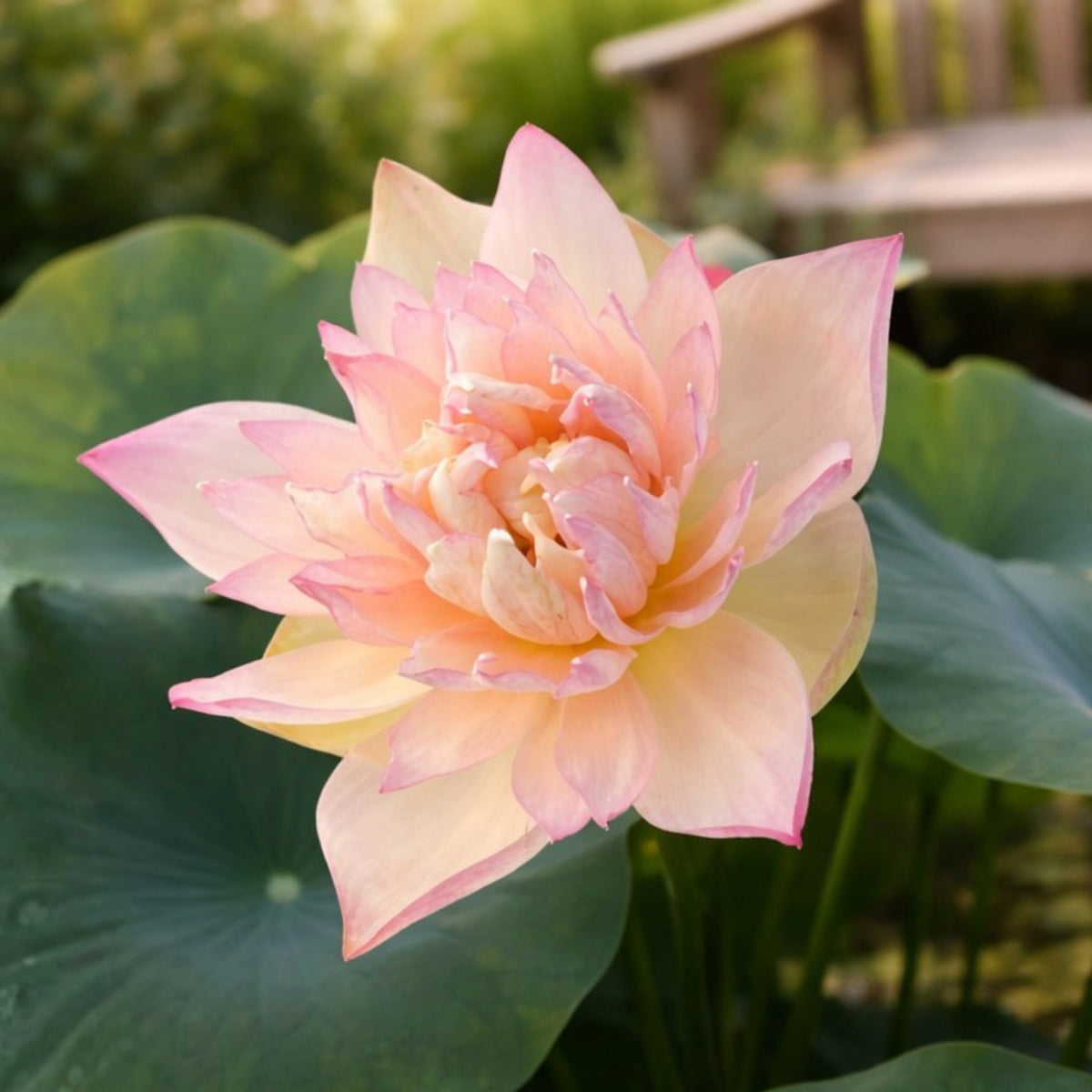 5+ Rare Seeds - Grand Master Lotus Seeds