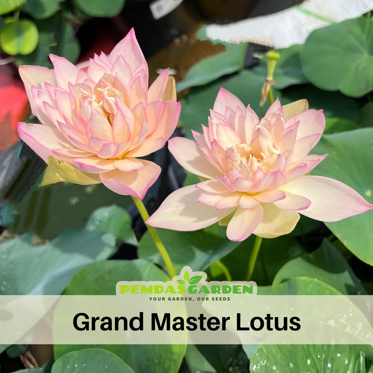 5+ Rare Seeds - Grand Master Lotus Seeds