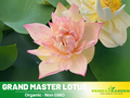 5+ Rare Seeds| Grand Master Lotus Seeds – Sacred Indian Lotus (Nelumbo nucifera), Aquatic Perennial Water Plant, Fragrant Blooms, Edible Roots & Seeds, Egyptian Lotus, Ornamental Pond & Container Gardening#Q018