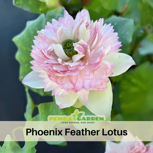 5+ Rare Seeds - Phoenix Feather Lotus Seeds, Edible Seeds & Roots