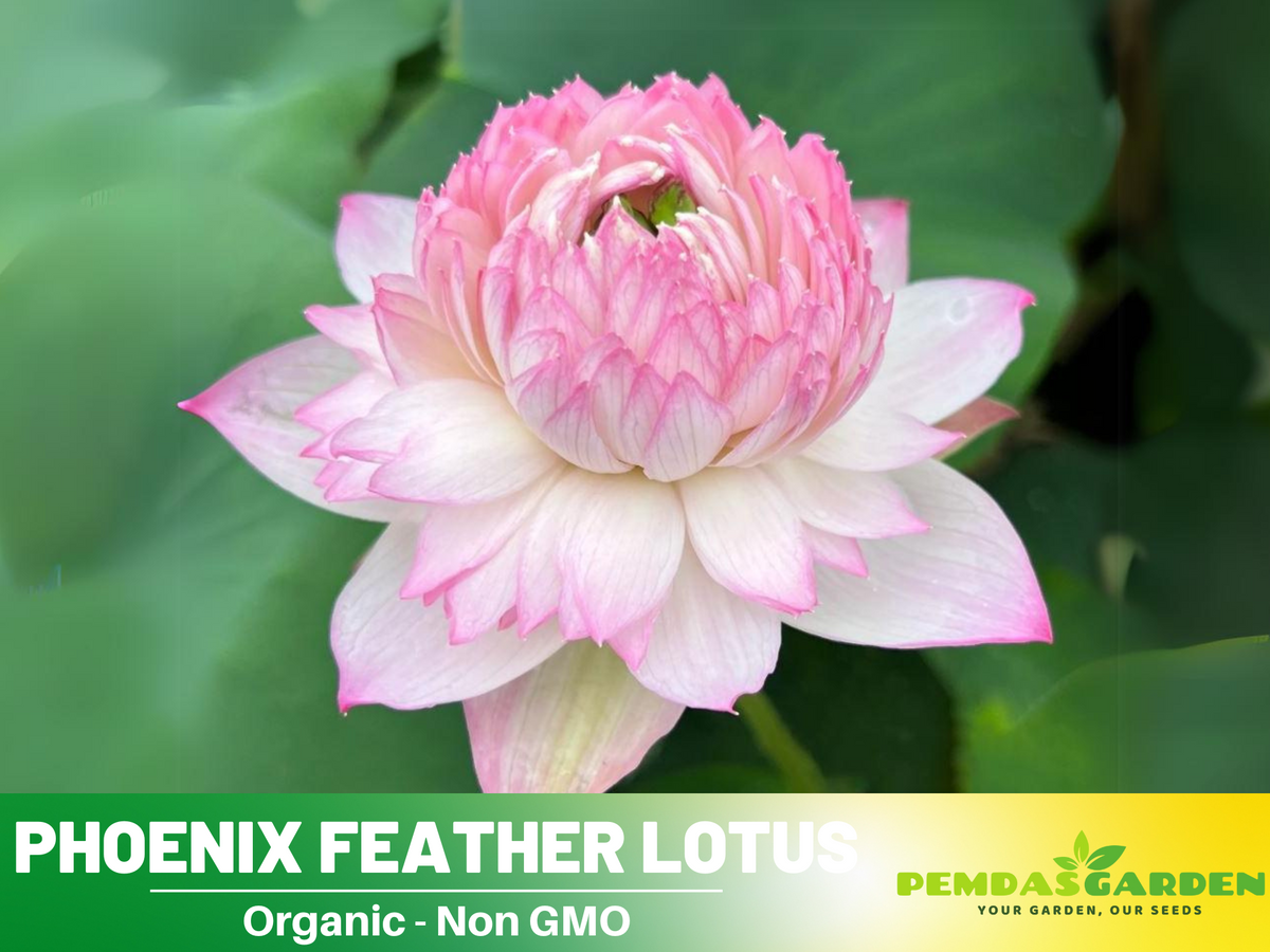 1000 petal lotus flower seeds 5+ Rare Seeds| Phoenix Feather Lotus Seeds
