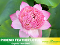 5+ Rare Seeds| Phoenix Feather Lotus Seeds - Indian Lotus (Nelumbo nucifera) Seeds- Aquatic Perennial Water Plant with Fragrant Flowers, Edible Seeds & Roots, Egyptian Lotus, Bean of India, Ornamental Pond & Container Plant#Q019
