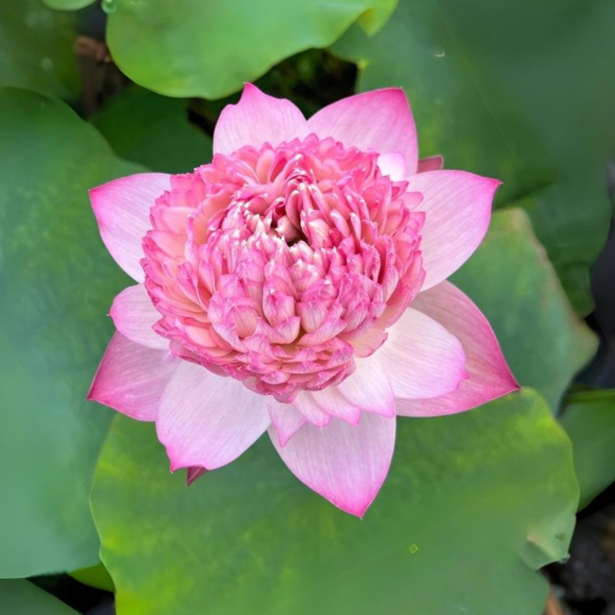 5+ Rare Seeds - Phoenix Feather Lotus Seeds, Edible Seeds & Roots