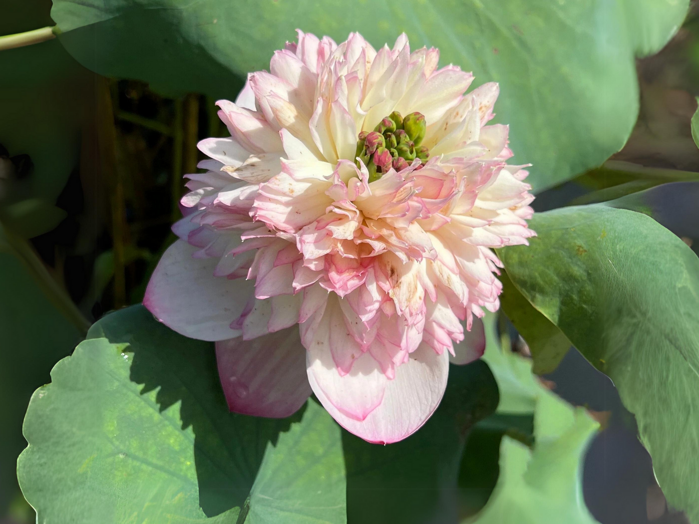 rare seeds and plants 5+ Rare Seeds| Phoenix Feather Lotus Seeds