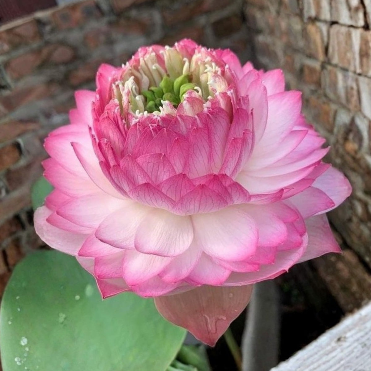 5+ Rare Seeds - Phoenix Feather Lotus Seeds, Edible Seeds & Roots