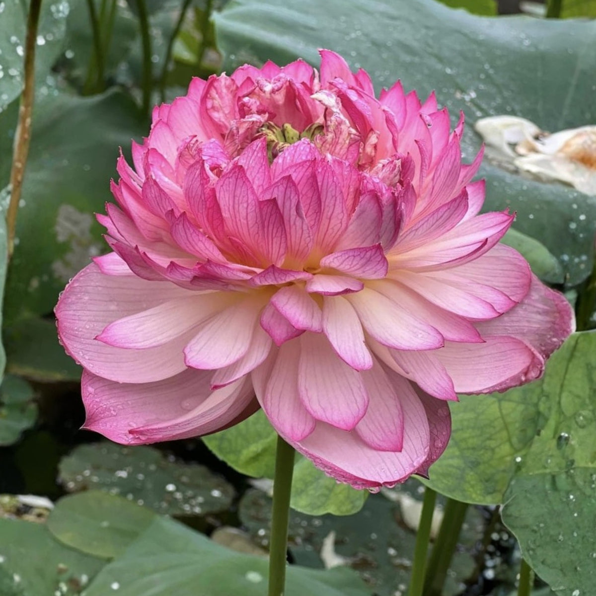 5+ Rare Seeds - Phoenix Feather Lotus Seeds, Edible Seeds & Roots