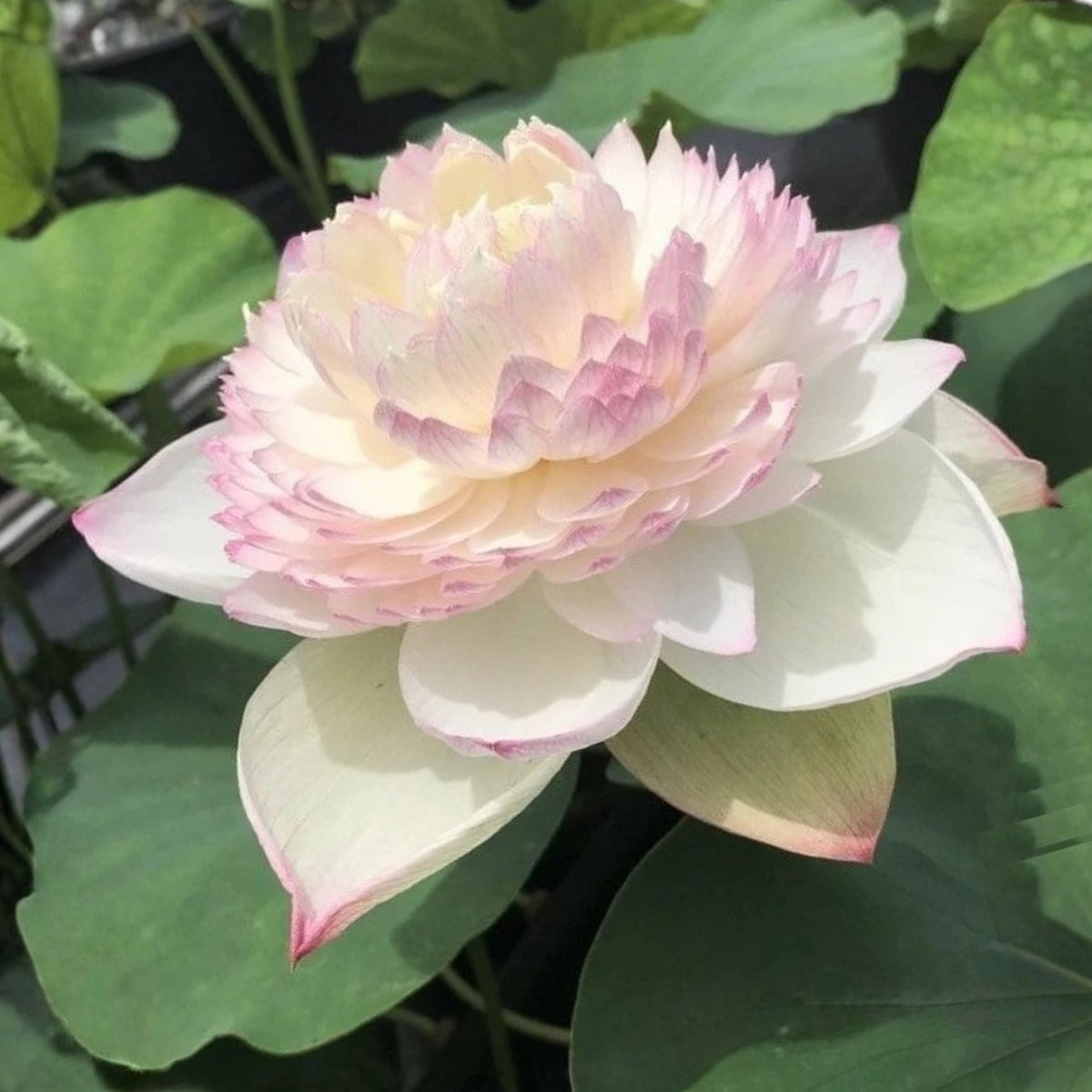 5+ Rare Seeds - Phoenix Feather Lotus Seeds, Edible Seeds & Roots