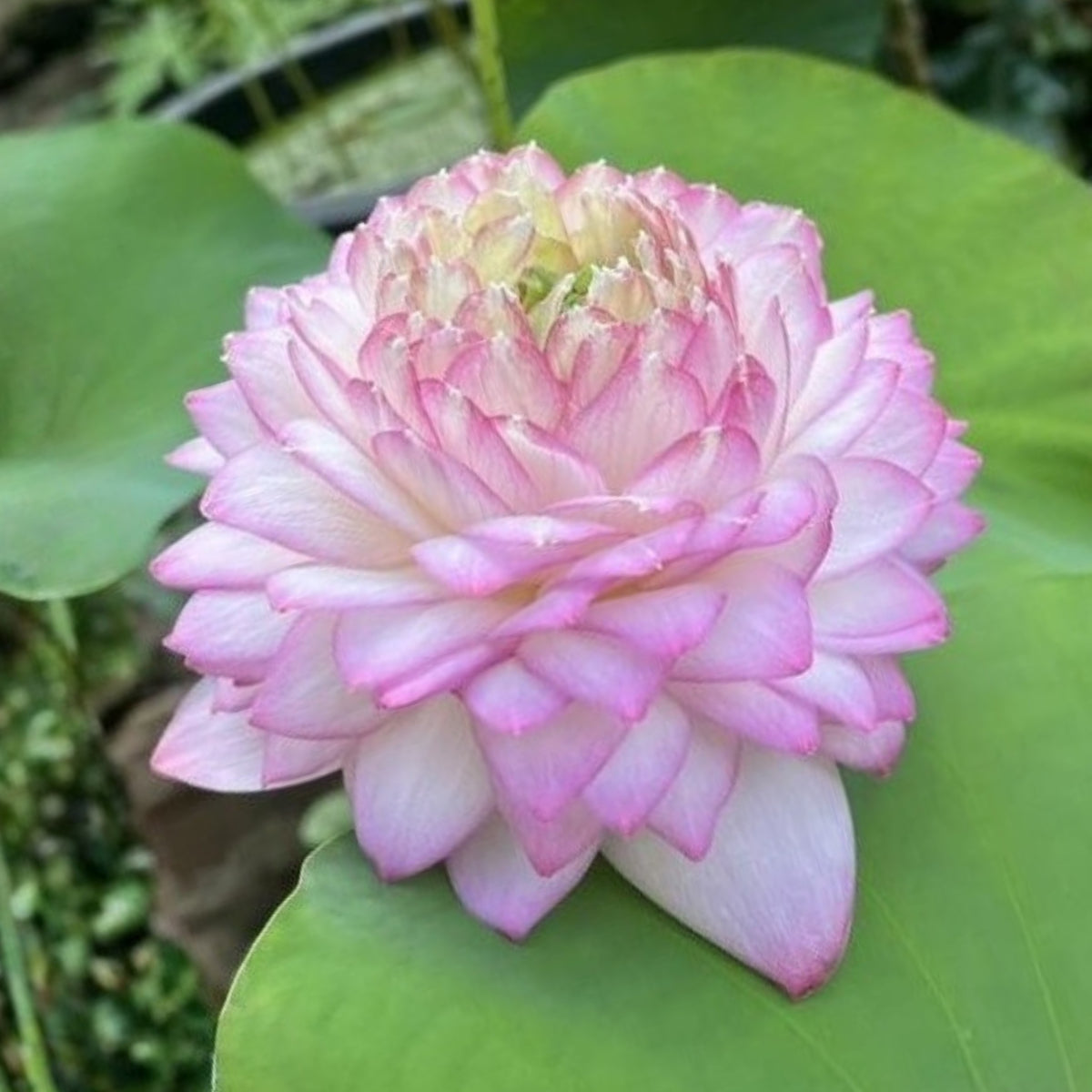 5+ Rare Seeds - Phoenix Feather Lotus Seeds, Edible Seeds & Roots