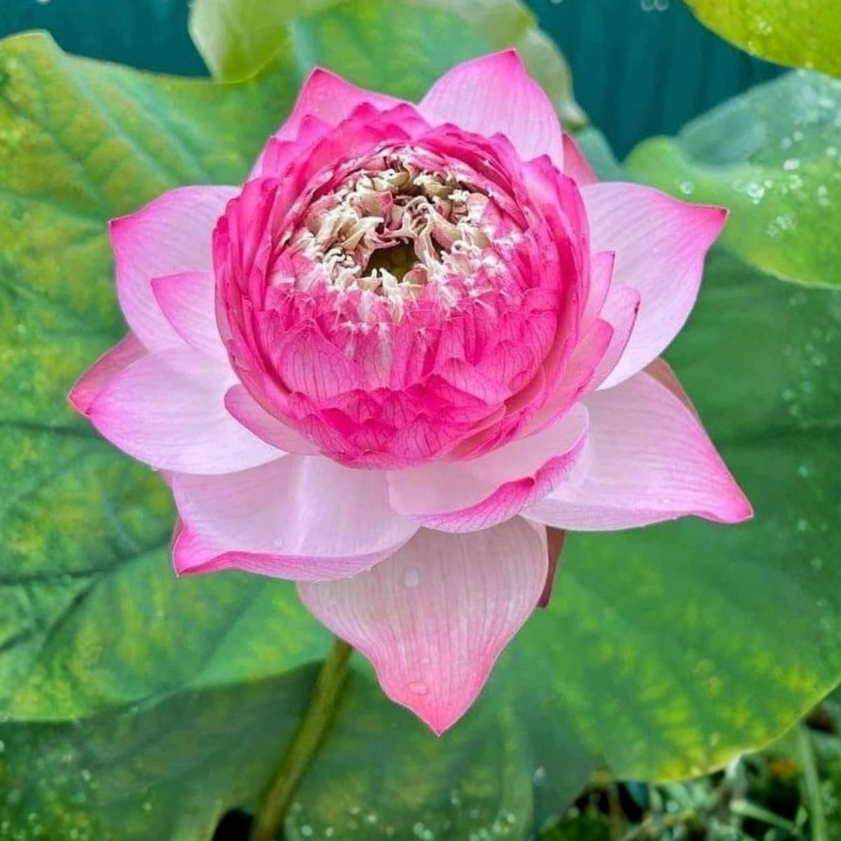 5+ Rare Seeds - Phoenix Feather Lotus Seeds, Edible Seeds & Roots