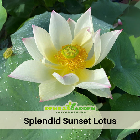 5+ Rare Seeds - Splendid Sunset Lotus Seeds, Water Plant Seeds
