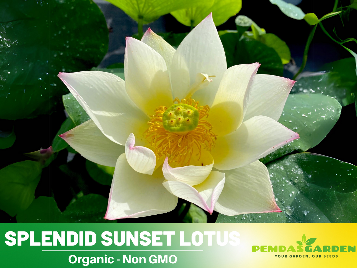 kamal flower seeds 5+ Rare Seeds| Splendid Sunset Lotus Seeds
