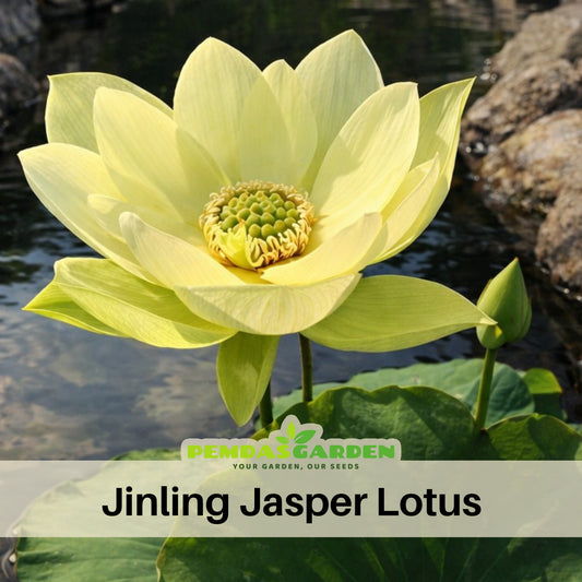 5+ Rare Seeds - Jinling Jasper Lotus Seeds, Edible Seeds & Roots