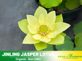 5+ Rare Seeds| Jinling Jasper Lotus Seeds - Indian Lotus (Nelumbo nucifera) Seeds - Aquatic Perennial Water Plant with Fragrant Flowers, Edible Seeds & Roots, Egyptian Lotus, Bean of India, Ornamental Pond & Container Plant#Q021