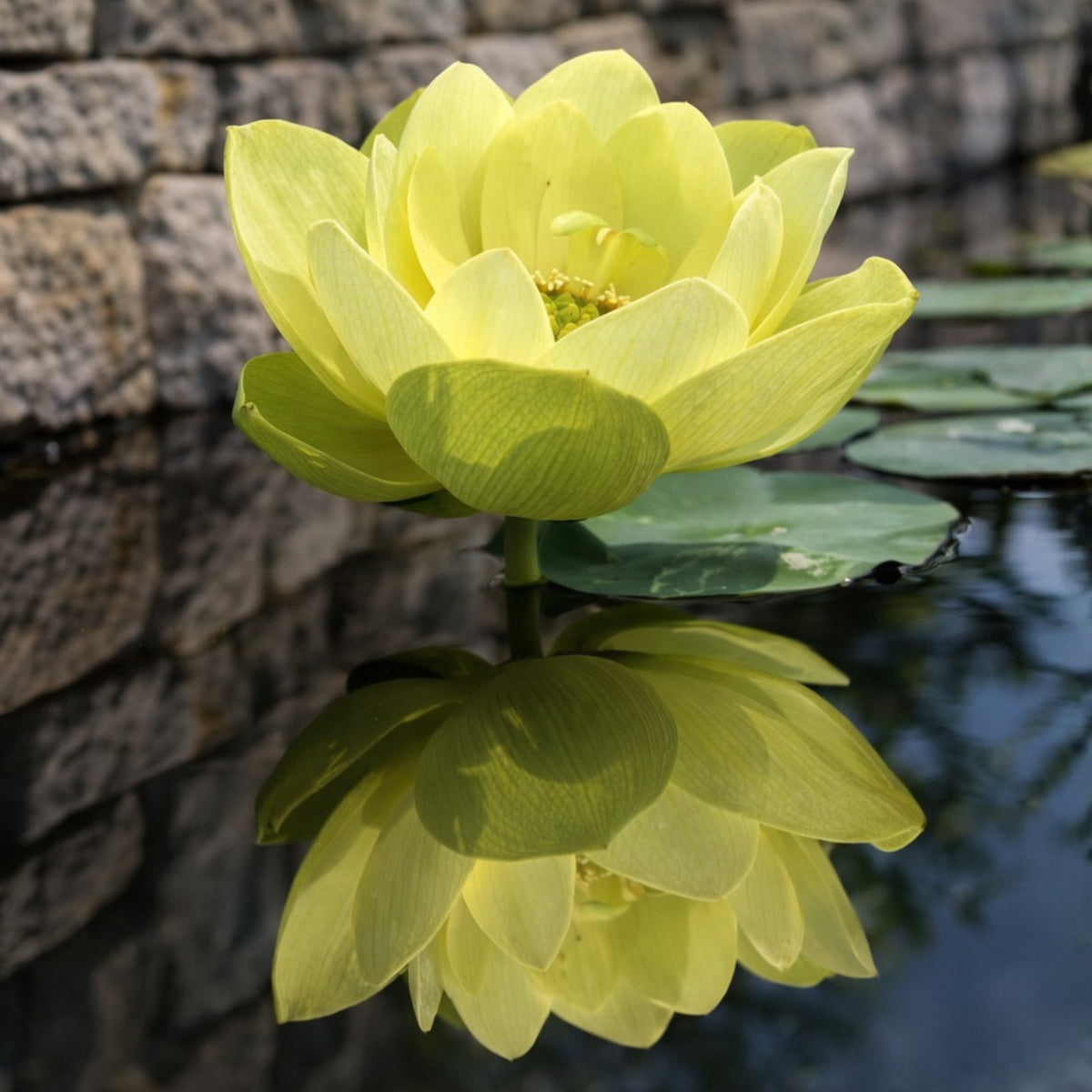 5+ Rare Seeds - Jinling Jasper Lotus Seeds, Edible Seeds & Roots