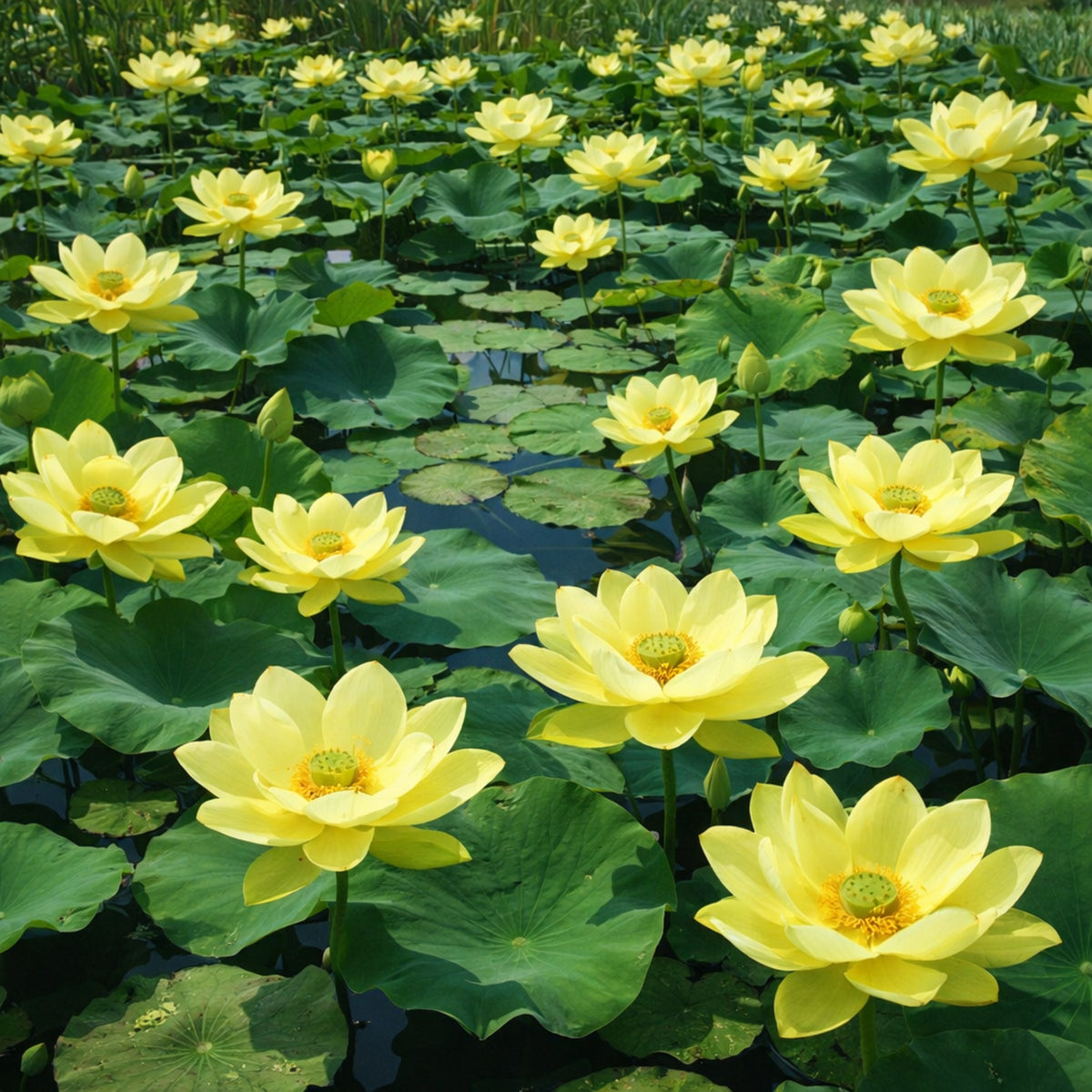 5+ Rare Seeds - Jinling Jasper Lotus Seeds, Edible Seeds & Roots