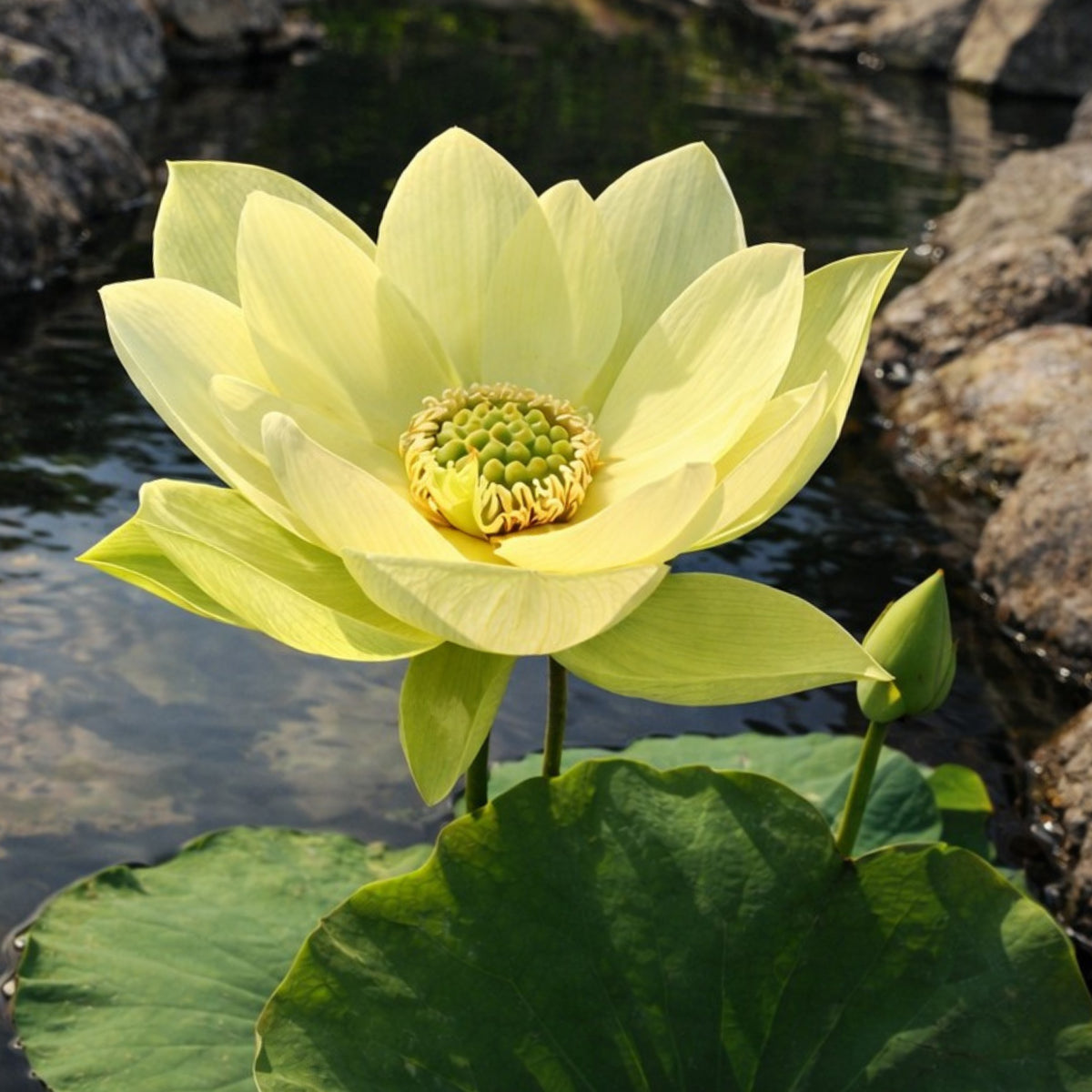 5+ Rare Seeds - Jinling Jasper Lotus Seeds, Edible Seeds & Roots