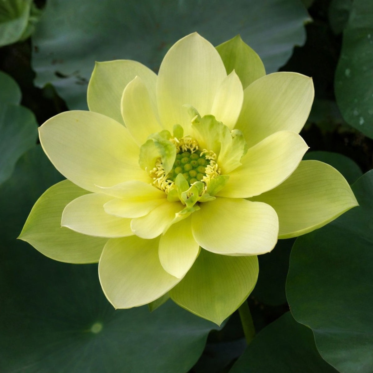 5+ Rare Seeds - Jinling Jasper Lotus Seeds, Edible Seeds & Roots