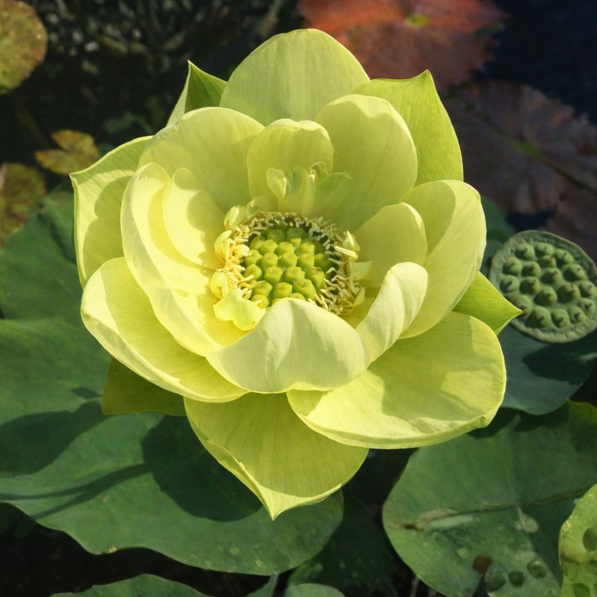 5+ Rare Seeds - Jinling Jasper Lotus Seeds, Edible Seeds & Roots
