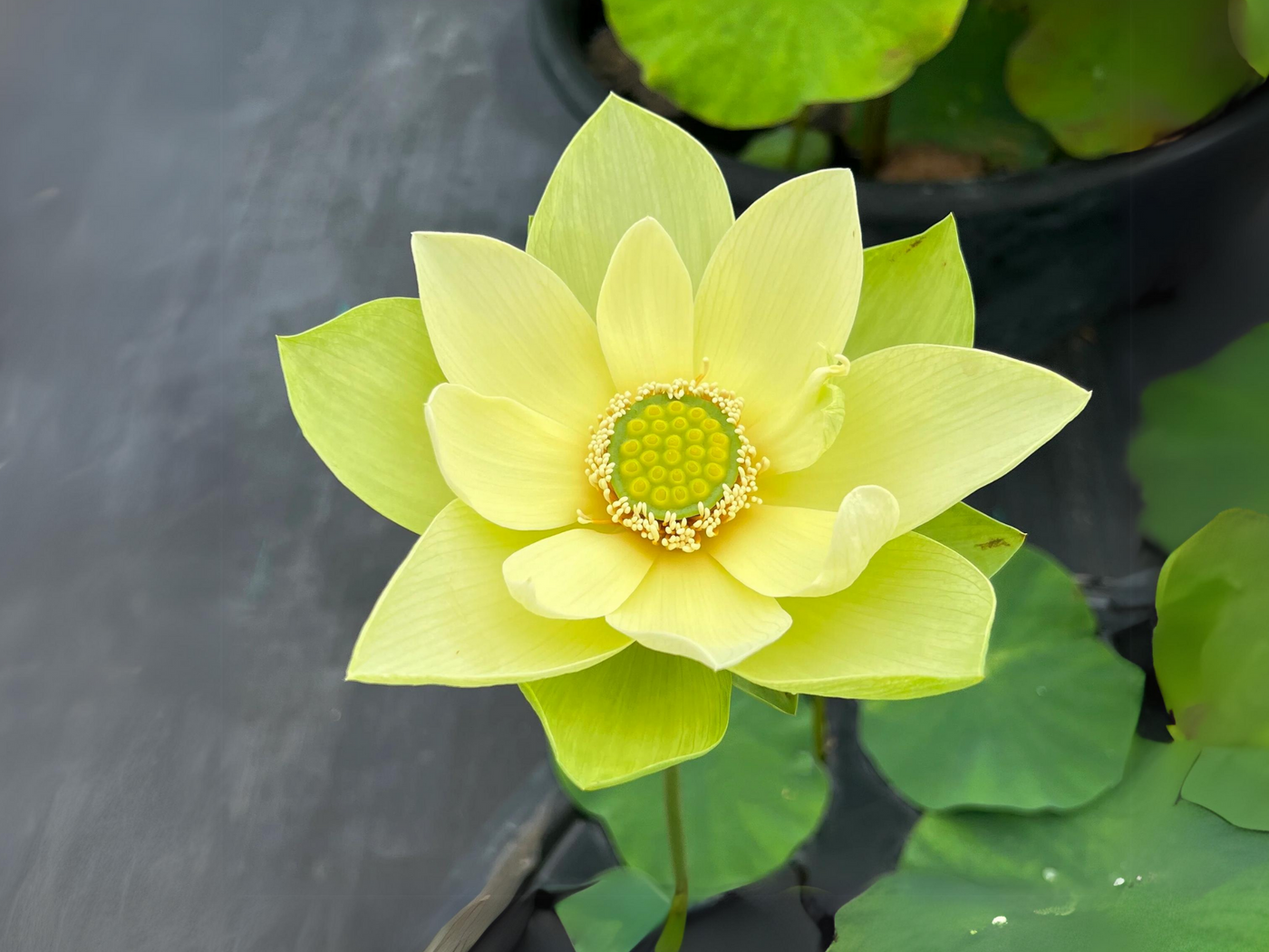 その他 PAMOJA - JEWEL LOTUS LAND 7 その他 PAMOJA - JEWEL LOTUS LAND 7