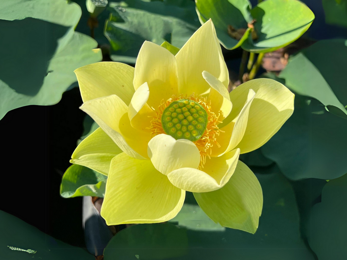 5+ Rare Seeds| Jinling Jasper Lotus Seeds - Indian Lotus (Nelumbo nucifera) Seeds #Q021