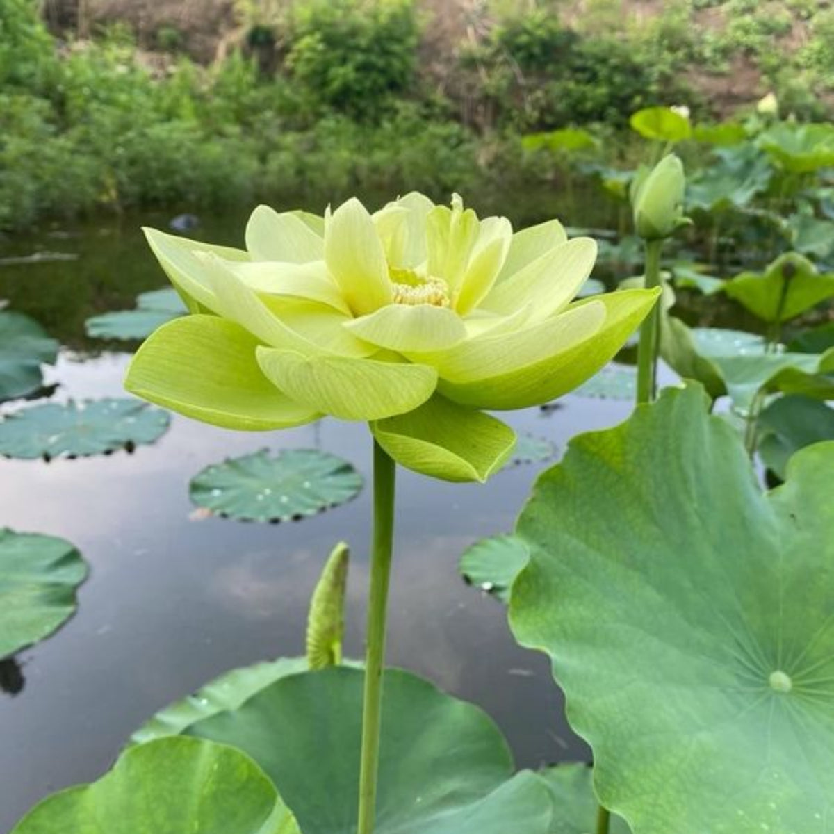 5+ Rare Seeds - Jinling Jasper Lotus Seeds, Edible Seeds & Roots