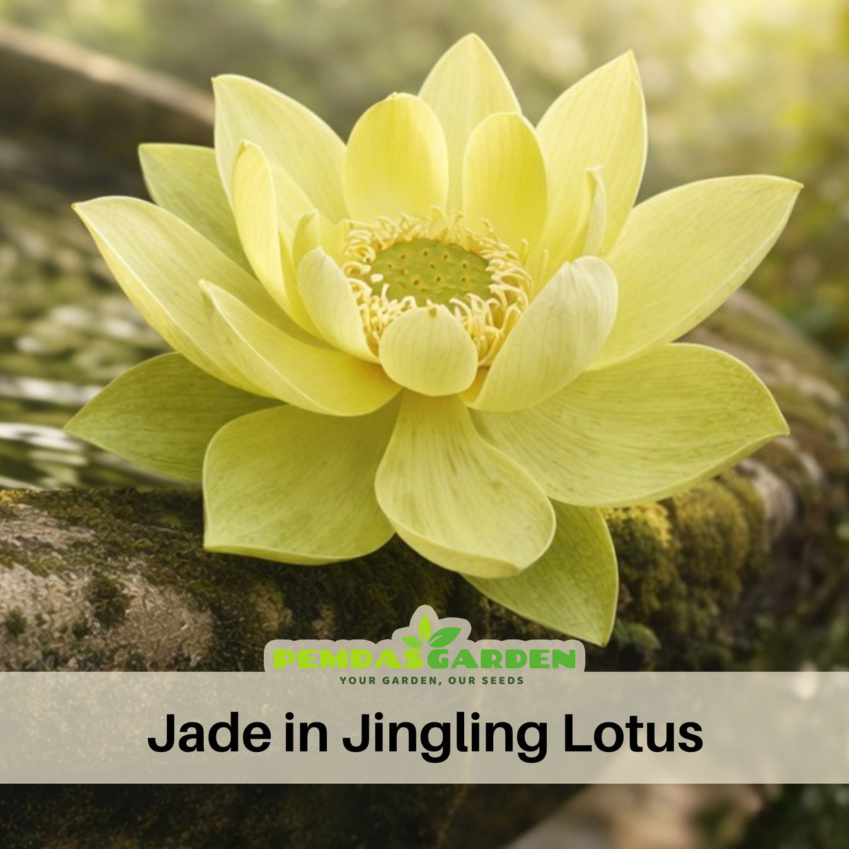 5+ Rare Seeds - Jade in Jingling Lotus Seeds, Edible Seeds & Roots