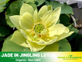 5+ Rare Seeds| Jade in Jingling Lotus Seeds - Indian Lotus (Nelumbo nucifera) Seeds - Aquatic Perennial Water Plant with Fragrant Flowers, Edible Seeds & Roots, Egyptian Lotus, Bean of India, Ornamental Pond & Container Plant#Q022