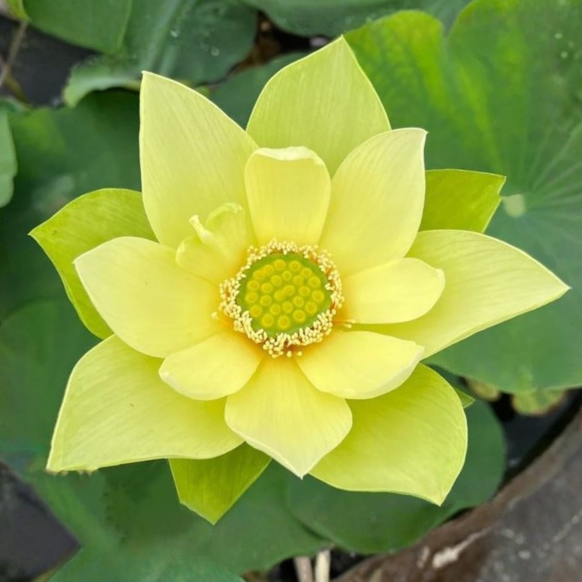 5+ Rare Seeds - Jade in Jingling Lotus Seeds, Edible Seeds & Roots