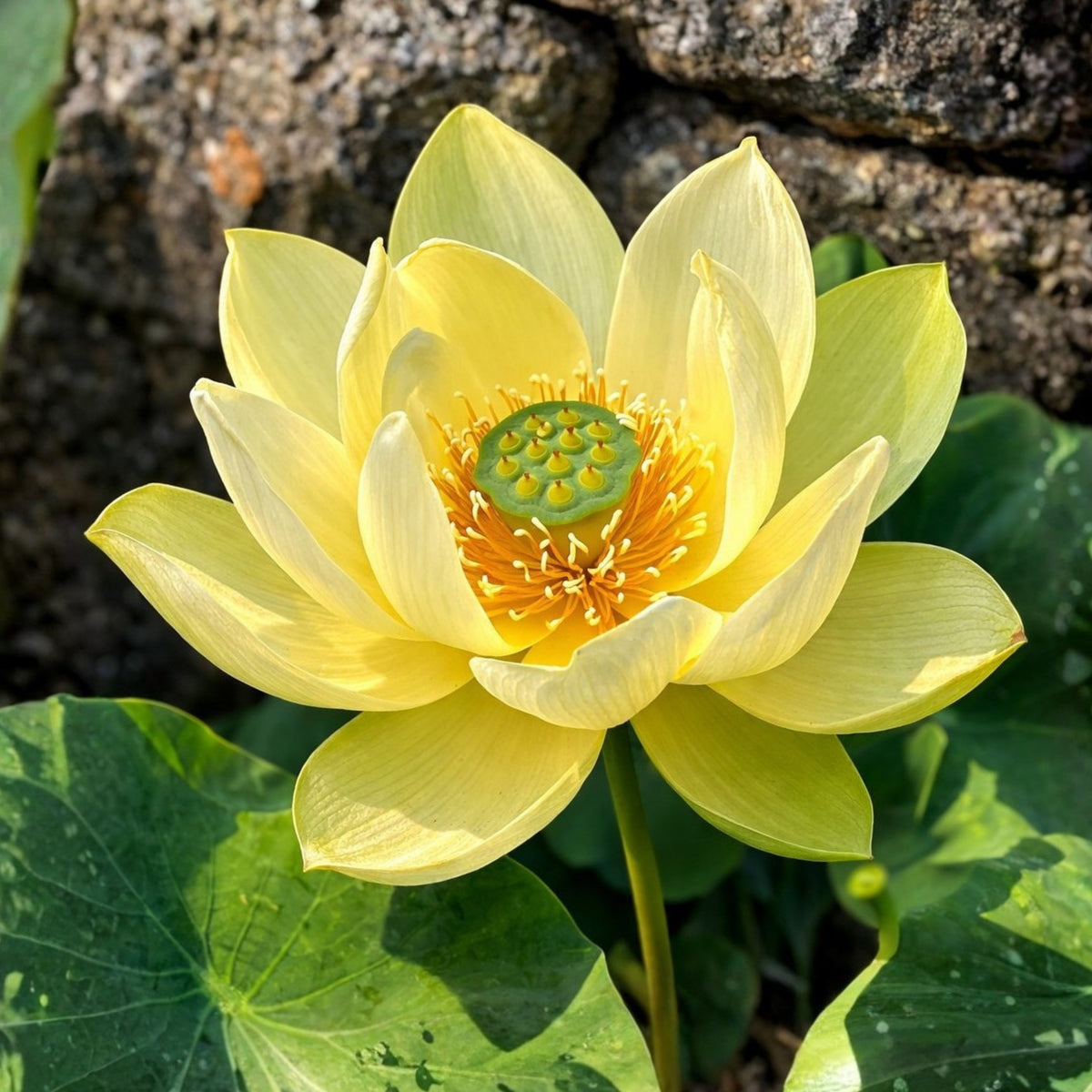 5+ Rare Seeds - Jade in Jingling Lotus Seeds, Edible Seeds & Roots