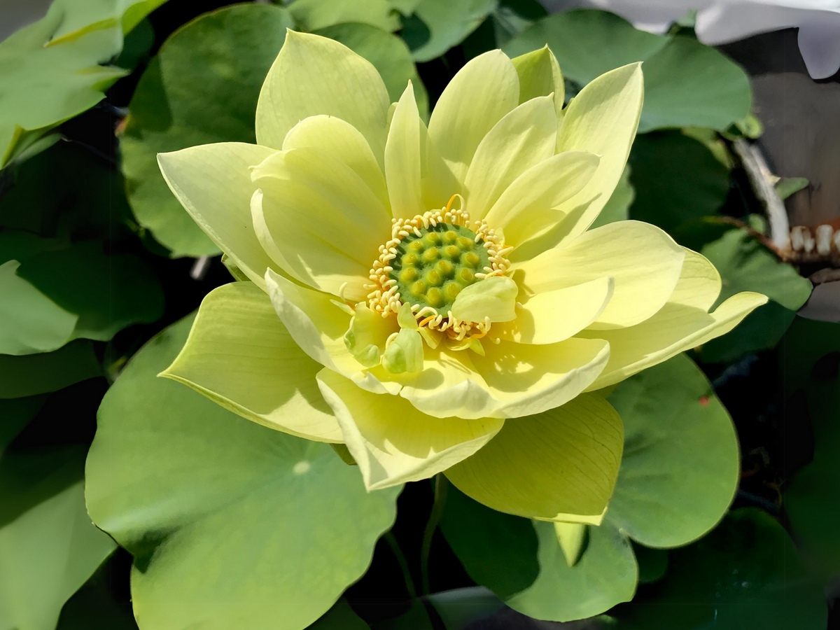 5+ Rare Seeds| Jade in Jingling Lotus Seeds - Indian Lotus (Nelumbo nucifera) Seeds #Q022