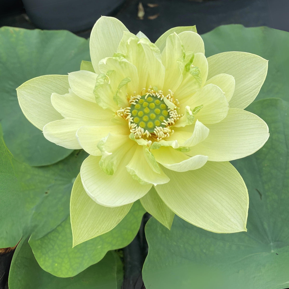 5+ Rare Seeds - Jade in Jingling Lotus Seeds, Edible Seeds & Roots